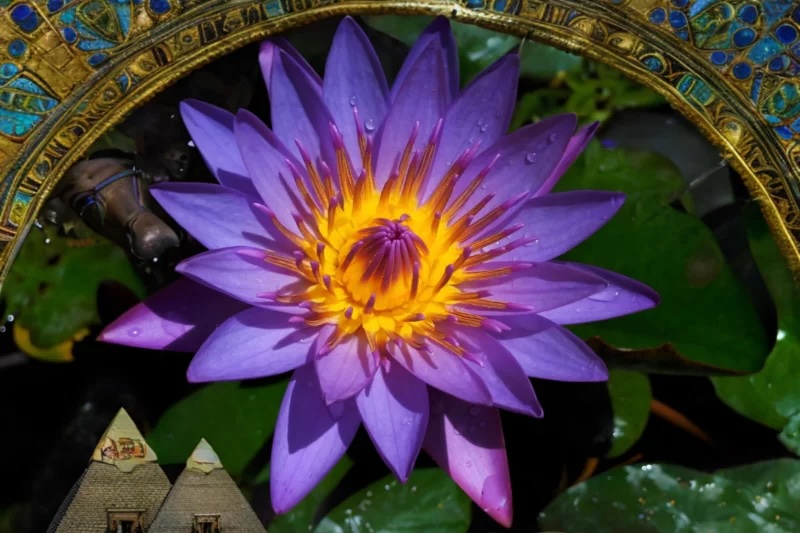 Blue Lotus