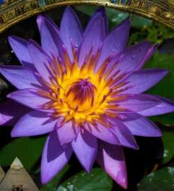 Blue Lotus